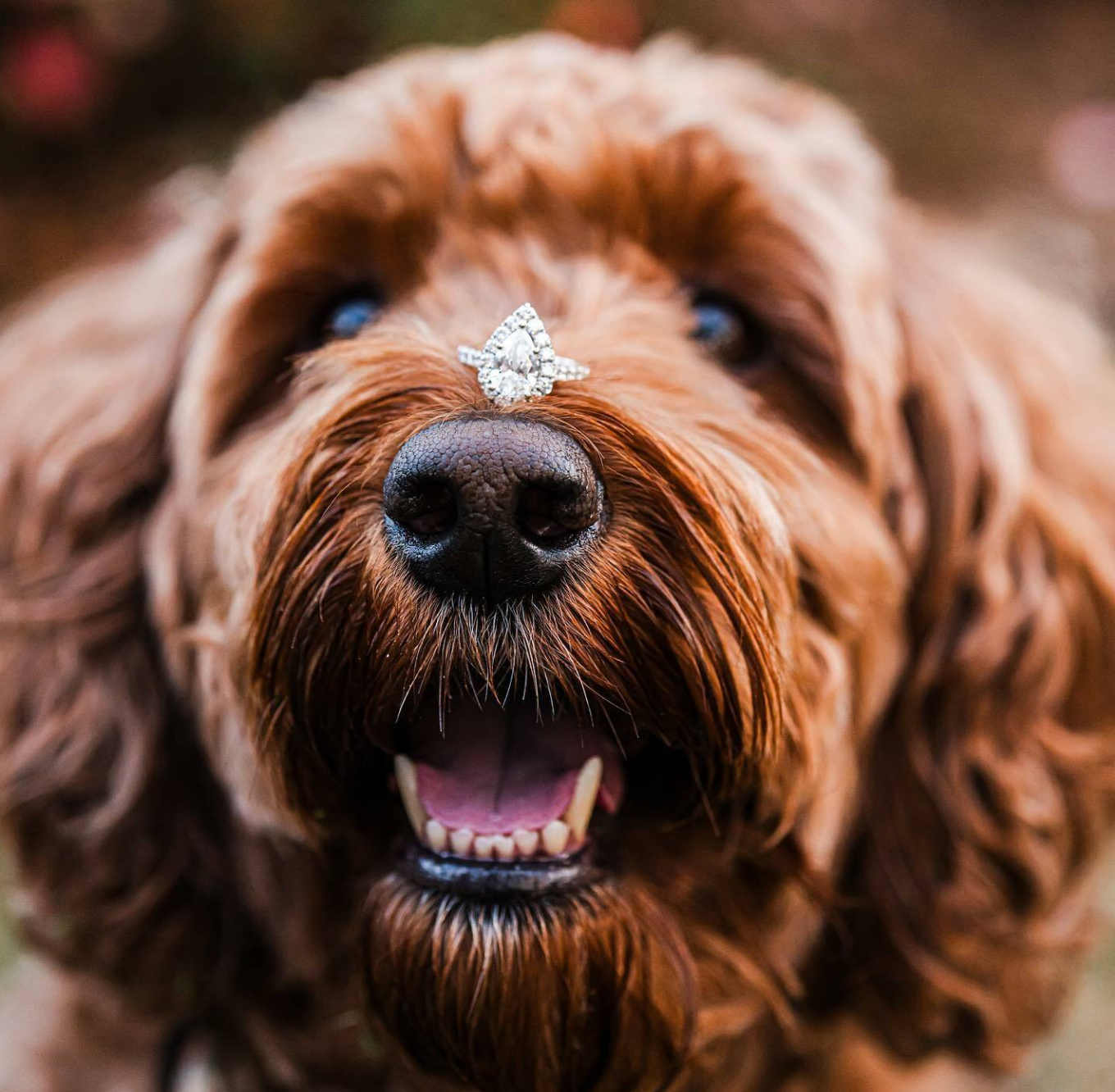 Dog with pear shaped diamond engagement ring on it's nose