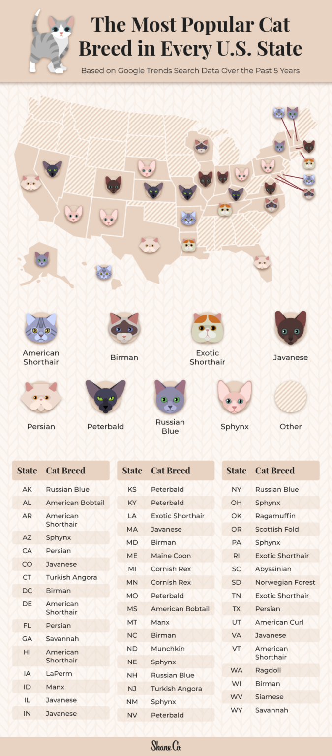 The Most Popular Cat Breed in Every U.S. State