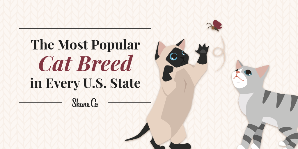 Title graphic for The Most Popular Cat Breed in Every U.S. State
