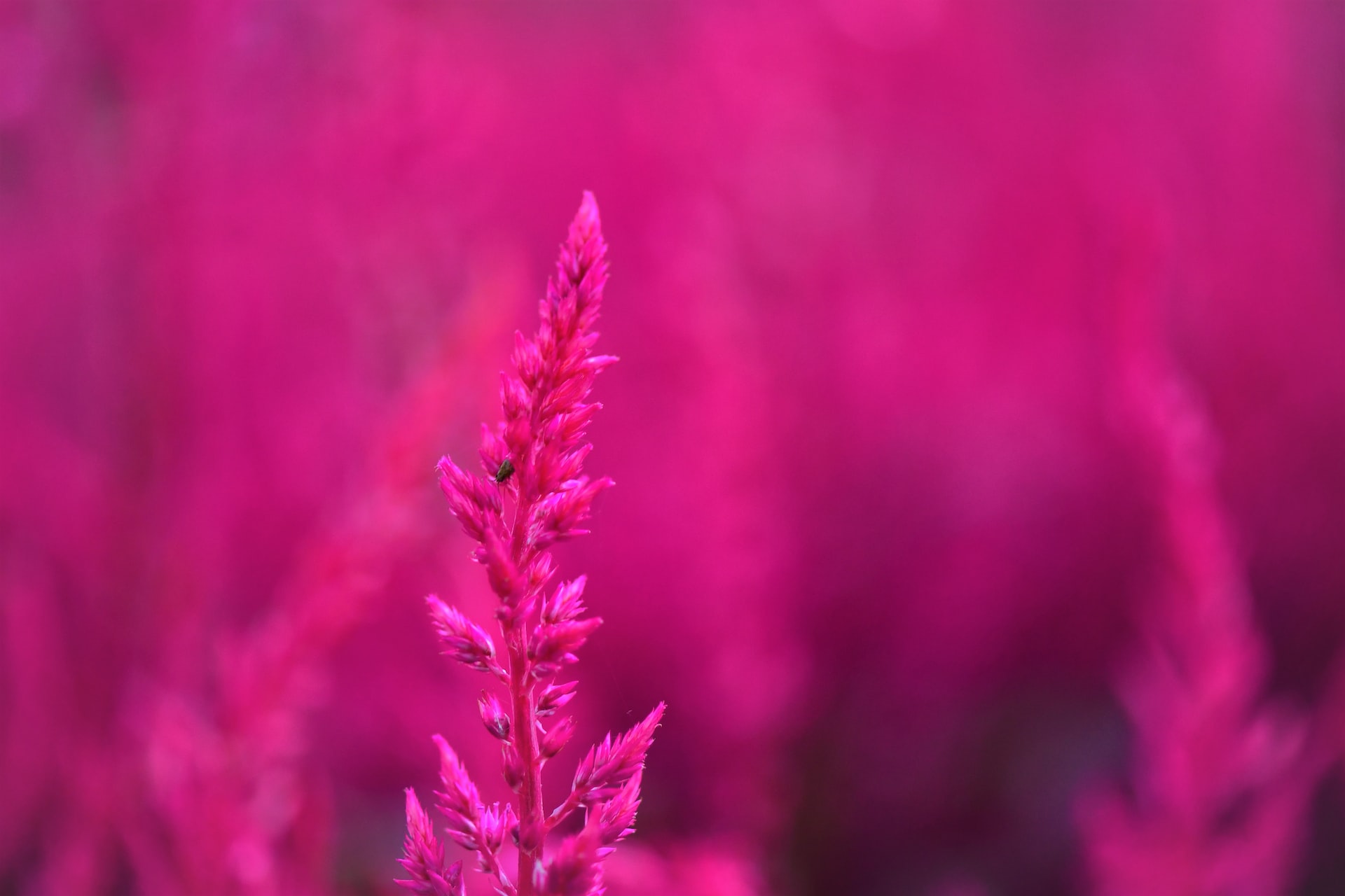 Magenta Flora
