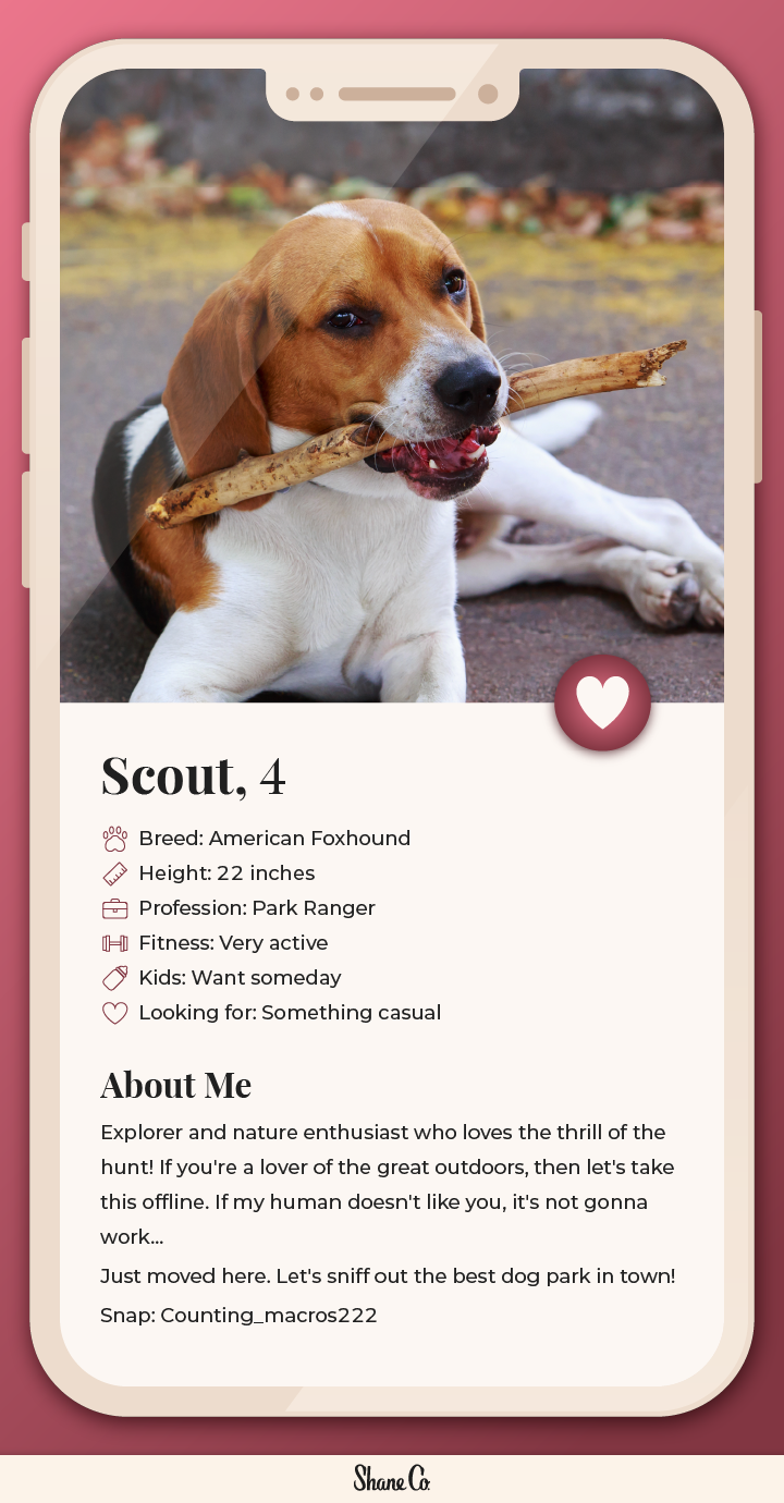 Graphic showing a fictional dating profile for an American Foxhound