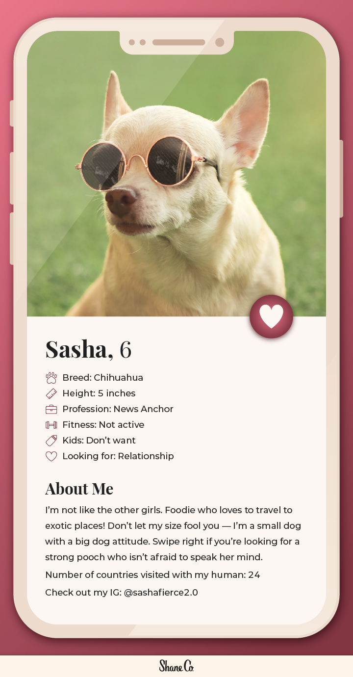 Graphic showing a fictional dating profile for a Chihuahua