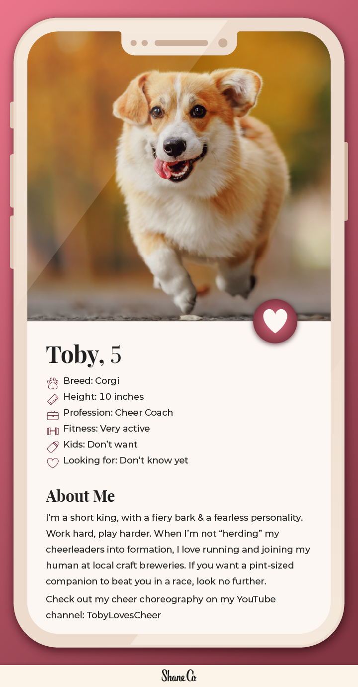 Graphic showing a fictional dating profile for a Corgi