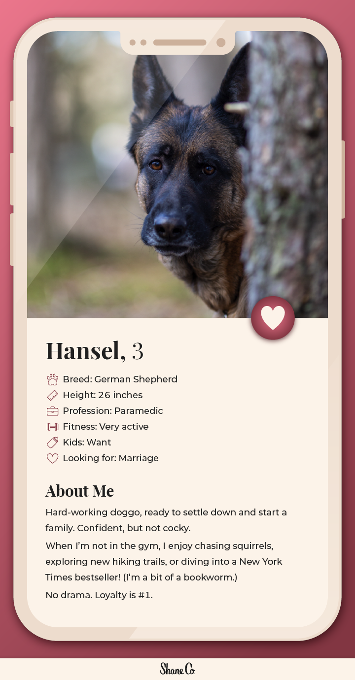 Graphic showing a fictional dating profile for a German Shepherd