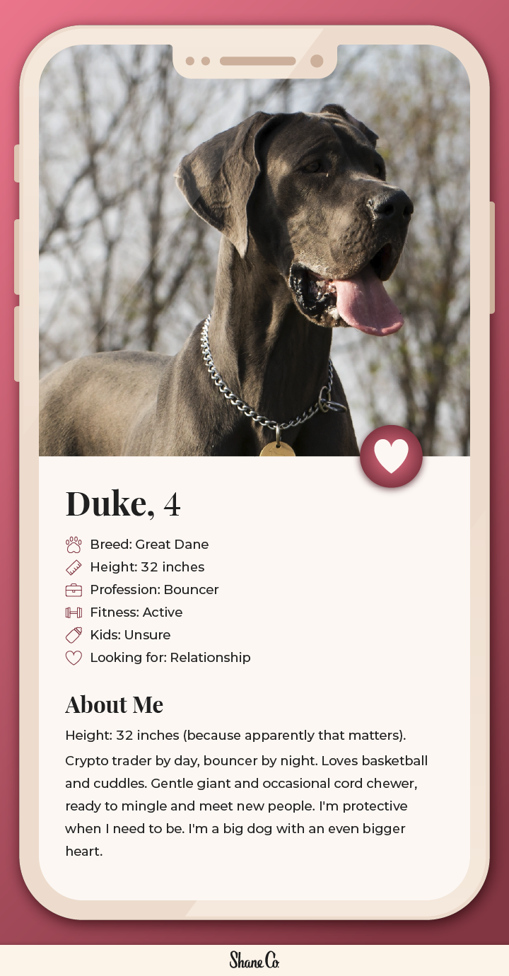 Graphic showing a fictional dating profile for a Great Dane