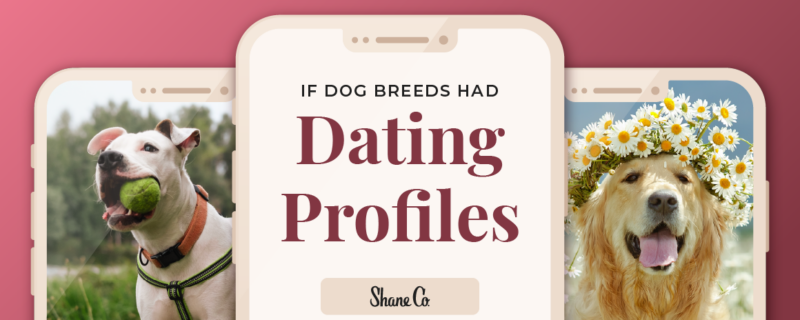 title graphic for a blog about the fictional dating profiles of seven dog breeds
