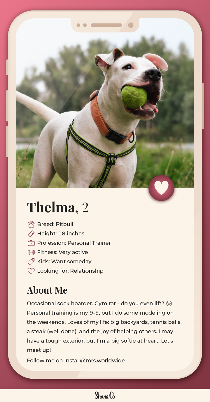 Graphic showing a fictional dating profile for a Pitbull