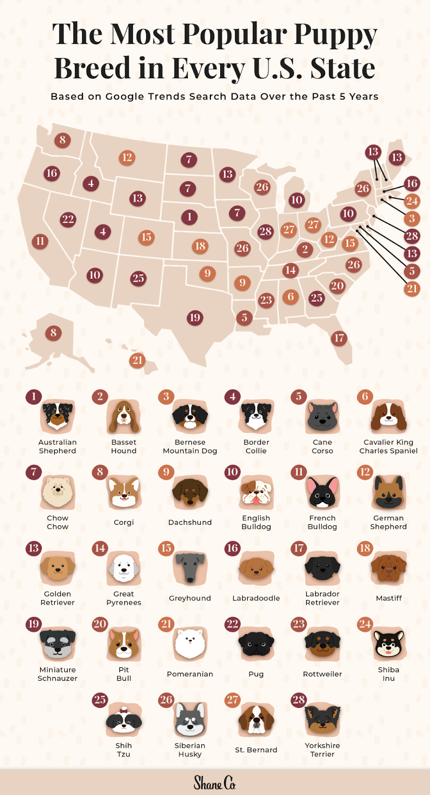 Graphic displaying the most popular puppy breed in every U.S. state