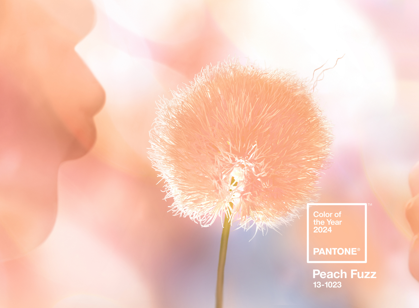 Pantone Color of the Year 2024: Peach Fuzz