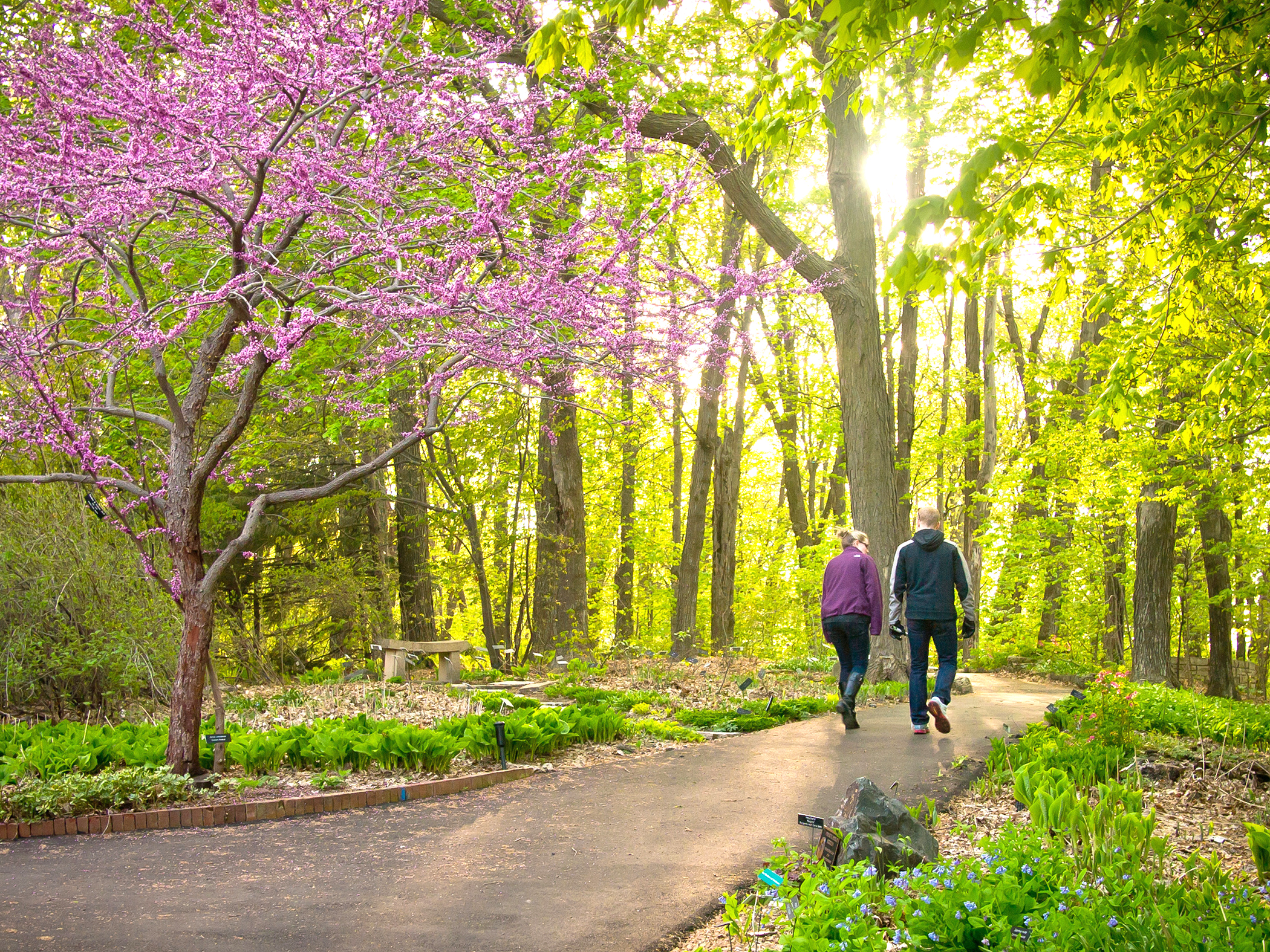 couple walking through the forest at Minnesota landscape arboretum getting ready to propose